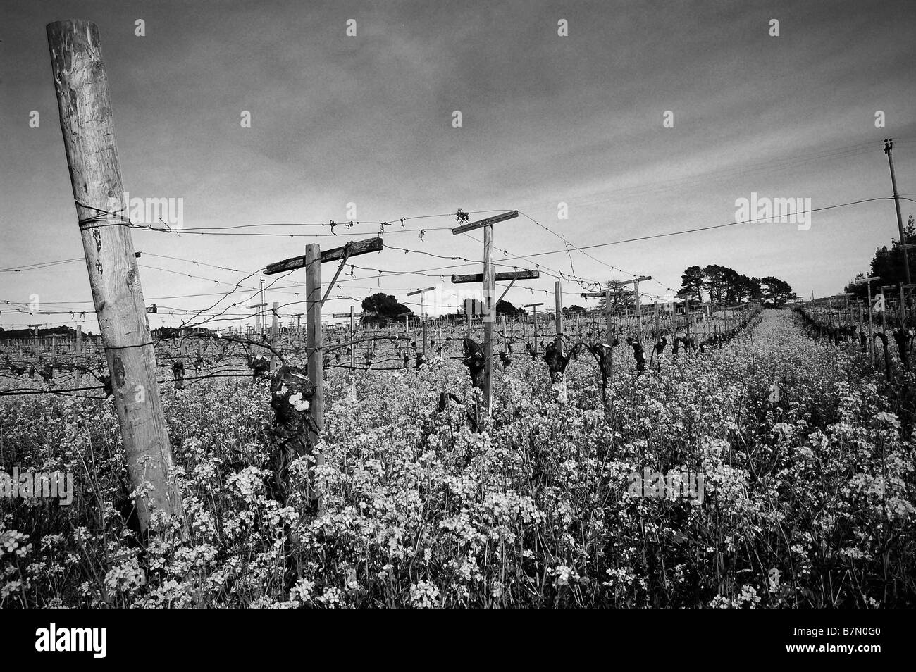 Noir et Blanc scène Clôture rurale. Banque D'Images