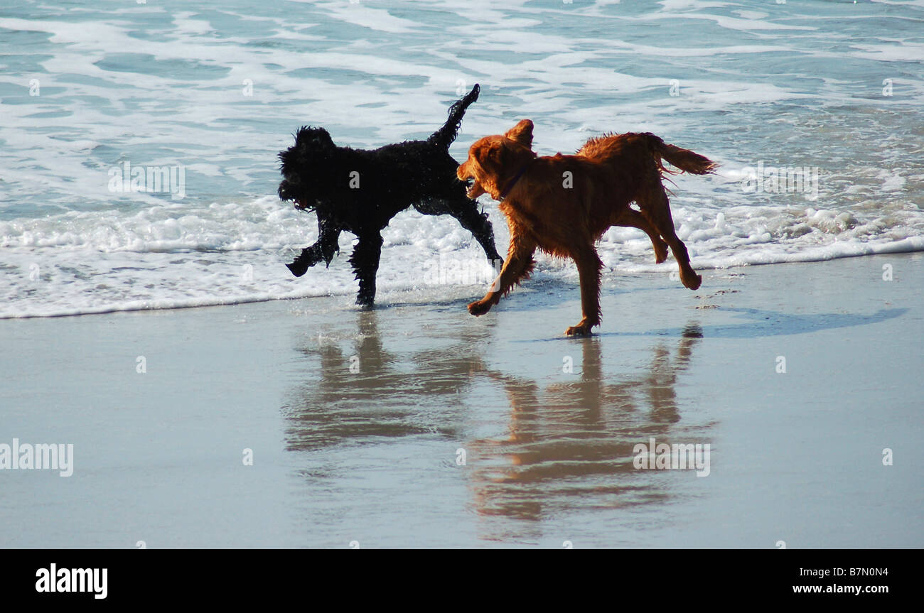 Deux chiens jouant sur la plage. Banque D'Images