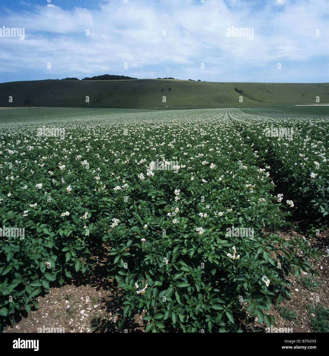 La récolte des pommes de terre blanches, en pleine floraison Wiltshire Banque D'Images