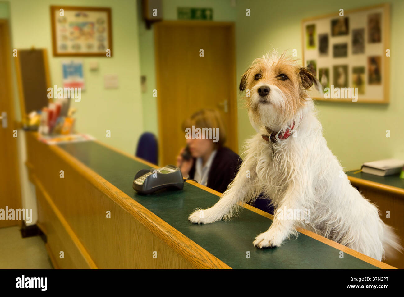 Oui s'il vous plaît, comment puis-je aider, chien terrier à la réception. Banque D'Images