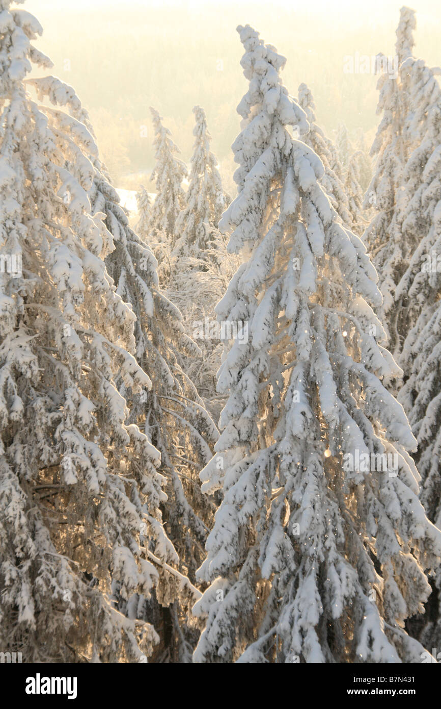 Arbres enneigés dans une forêt par une froide journée ensoleillée en Haanja, Estonie. Banque D'Images