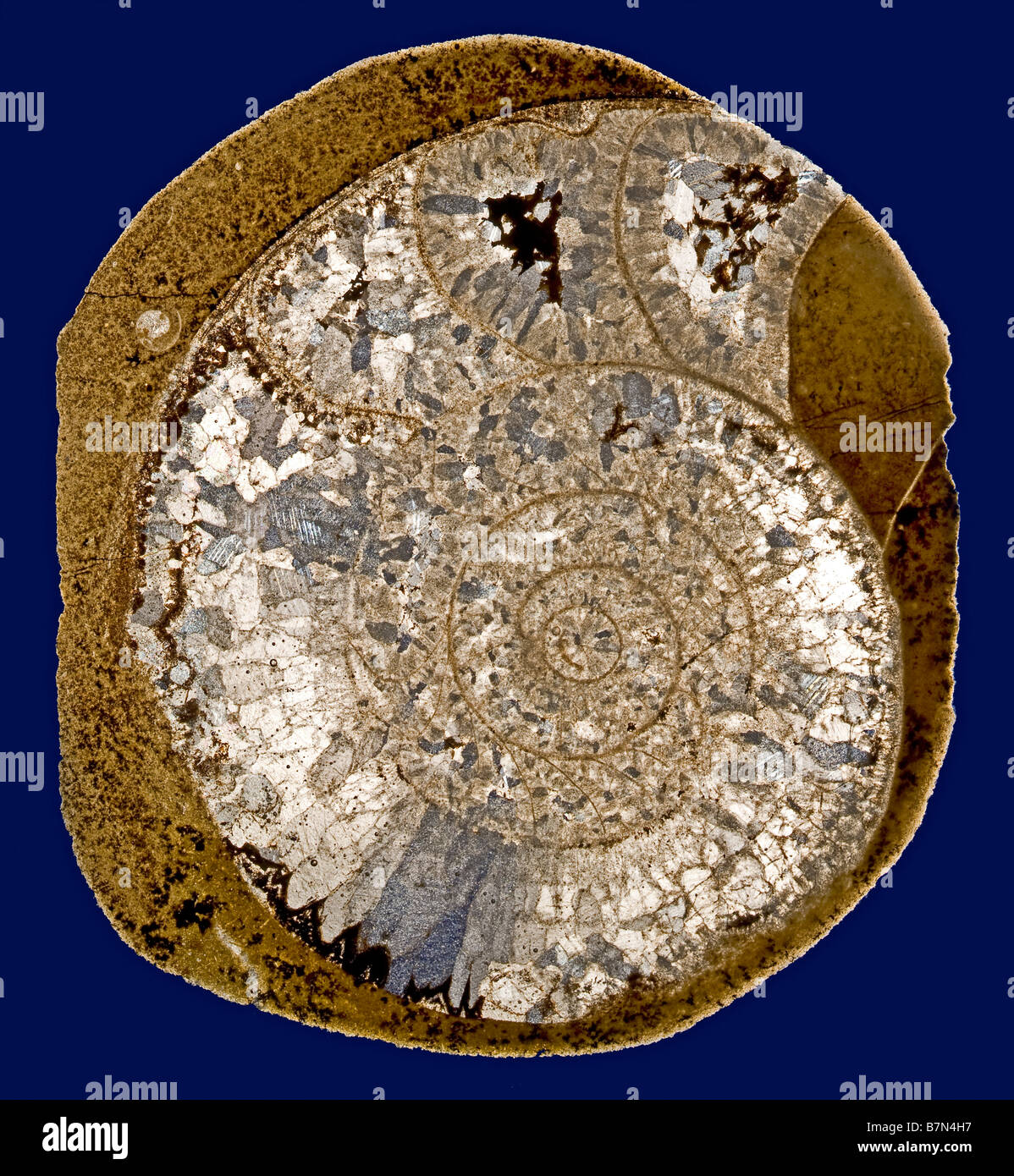 Ammonite fossile Goniatite formulaire section diapositives Haut Atlas maroc afrique du Dévonien Banque D'Images