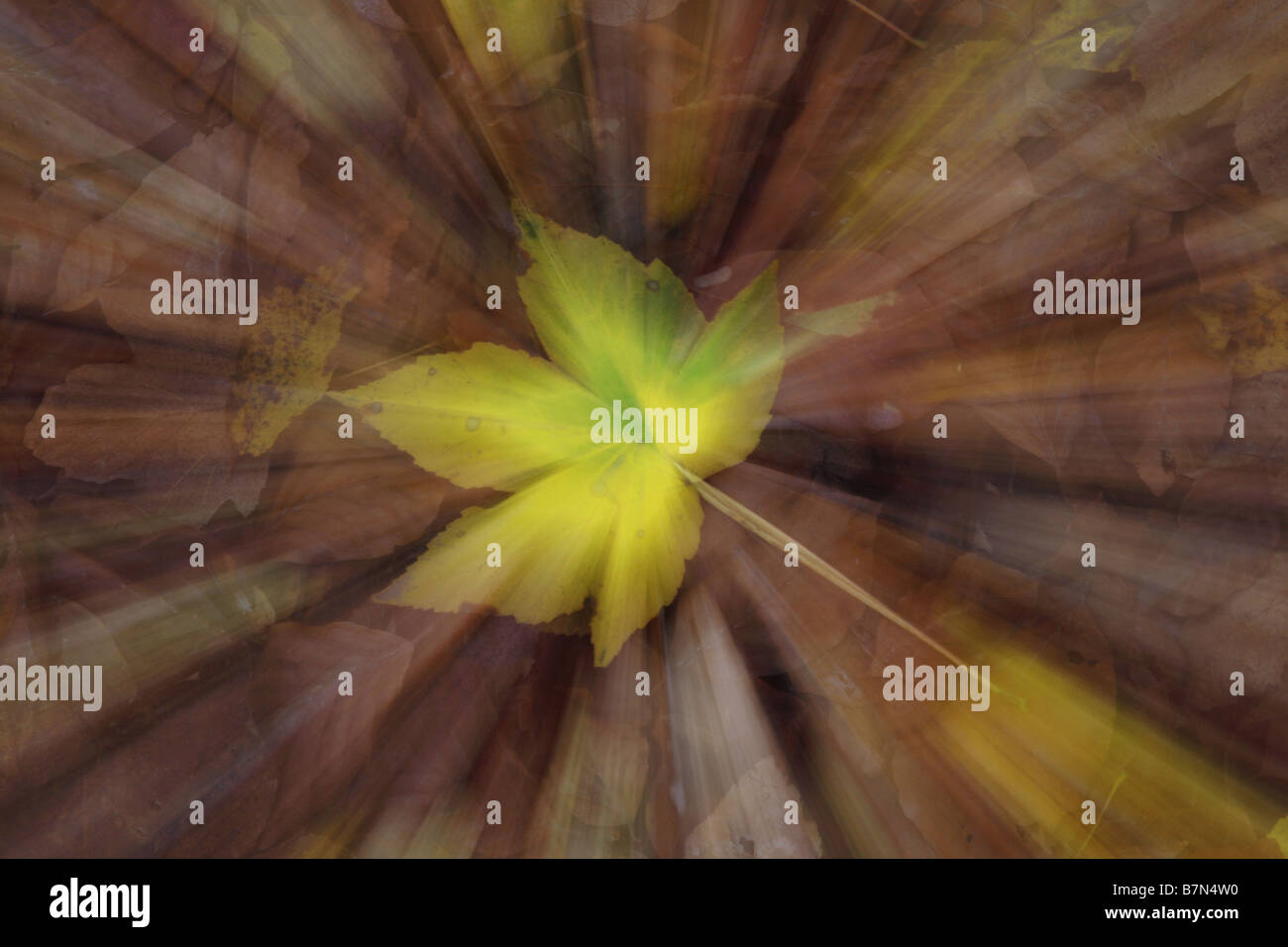 Star automne Banque D'Images