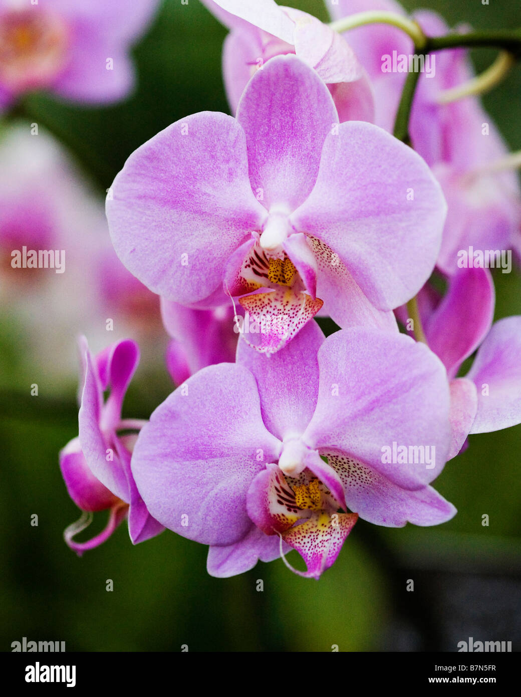 Smartissimo Miva x Canberra (Phalaenopsis) Banque D'Images