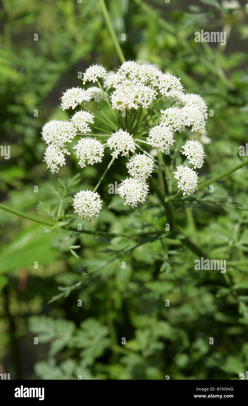 L'eau de la pruche Filipendule vulgaire, Oenanthe crocata, Apiaceae Banque D'Images