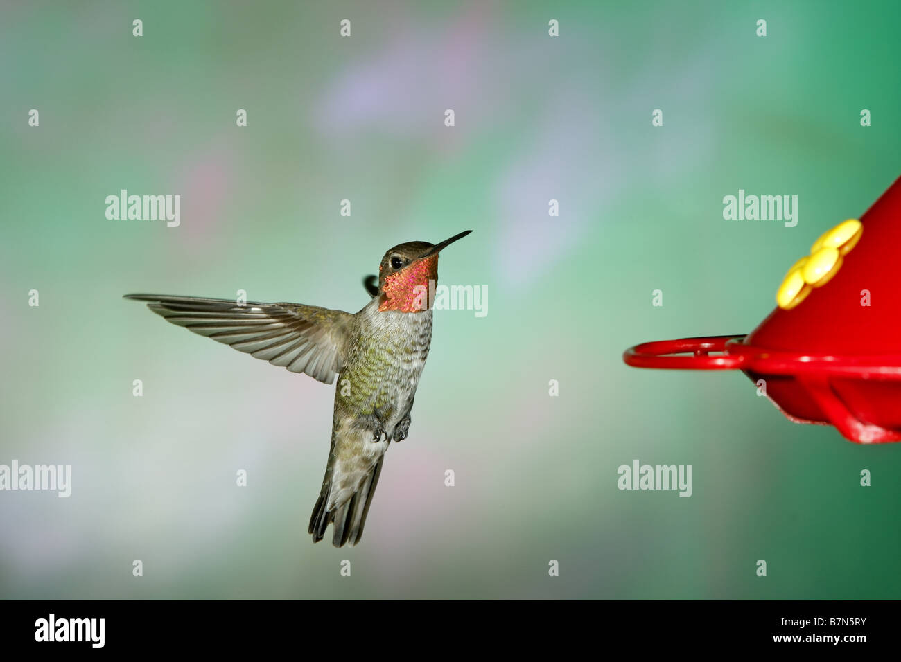 Colibri d'anna Banque D'Images
