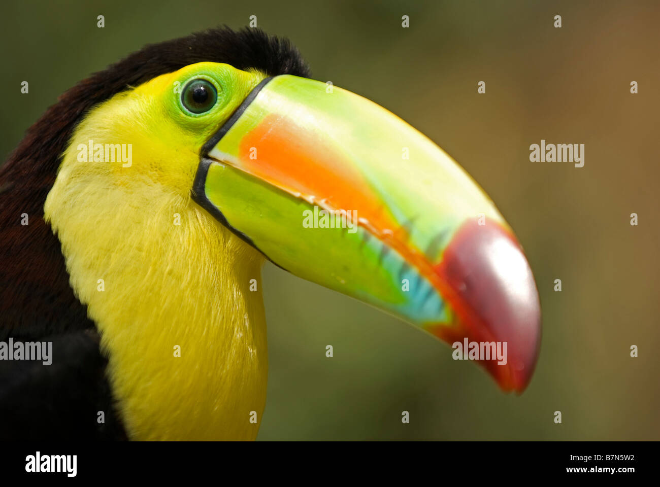 Le Honduras, Copan, Macaw Mountain Bird Park. Toucan à carène, aussi connu comme le soufre-breasted Toucan, Toucan à Arc-en-ciel Banque D'Images