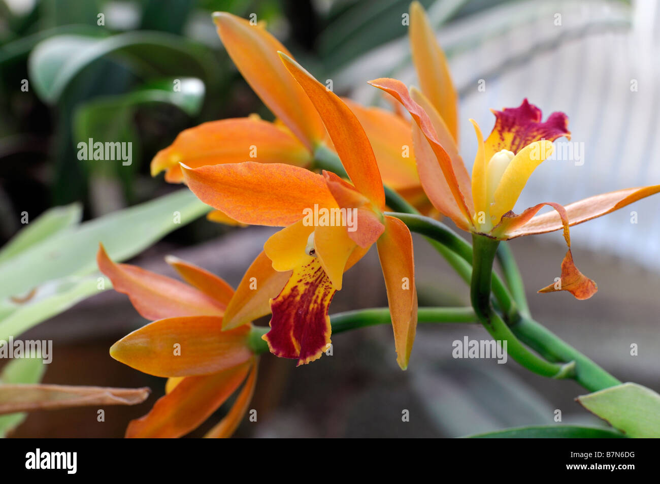 Hybrides de Cattleya orchid fleurs orange ouvrir fleur exotique inhabituel Banque D'Images