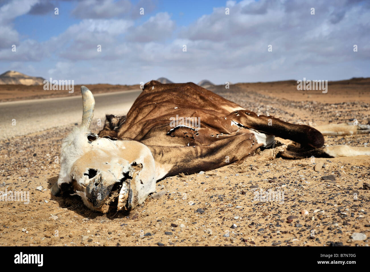 La carcasse d'une vache morte sur le bord du désert occidental de l'Égypte en montrant les dents intactes et masquer Banque D'Images