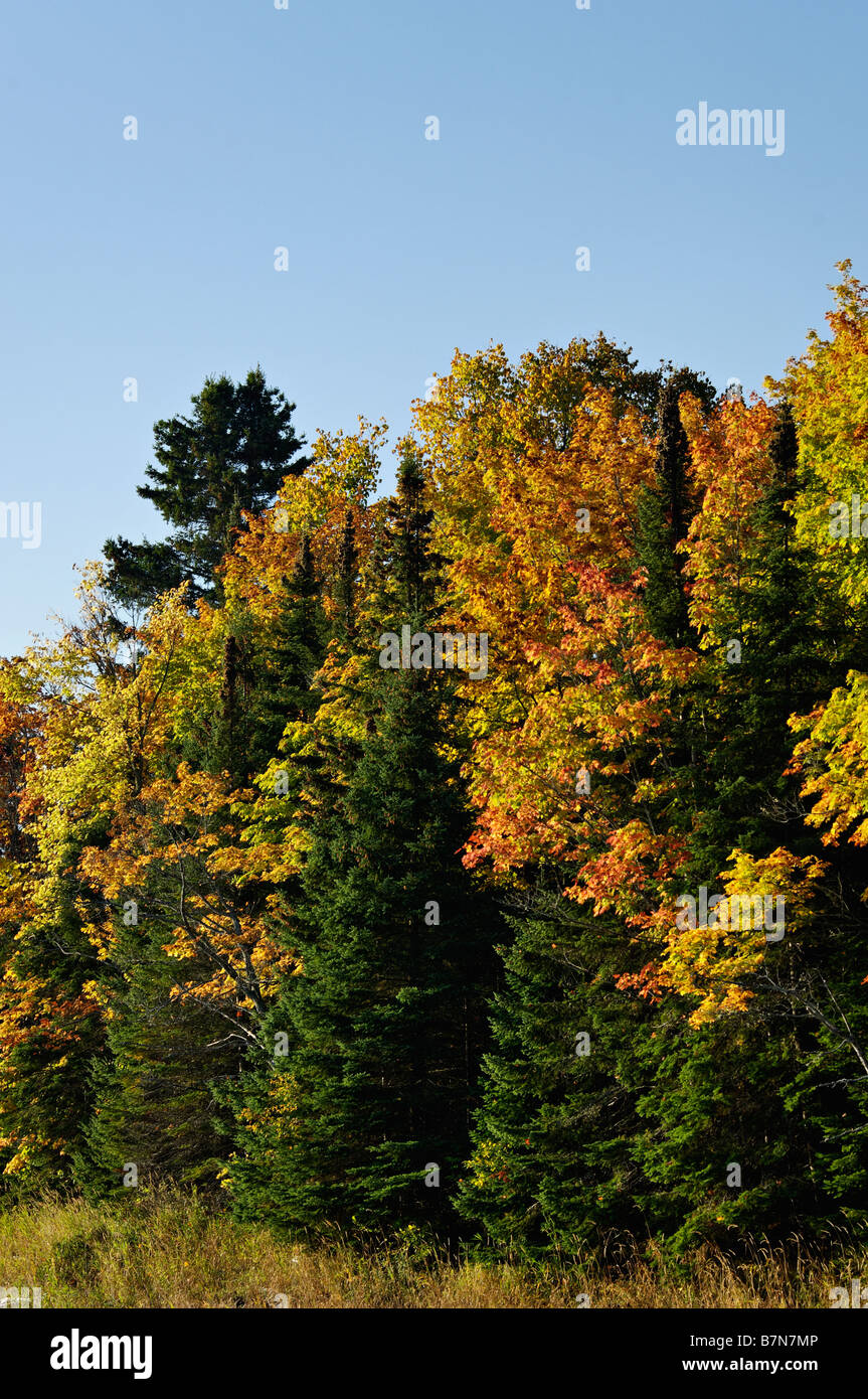 Détail de forêt d'automne à Cleveland Cliffs dans le bassin de la Forêt nationale d'Hiawatha au Michigan Banque D'Images