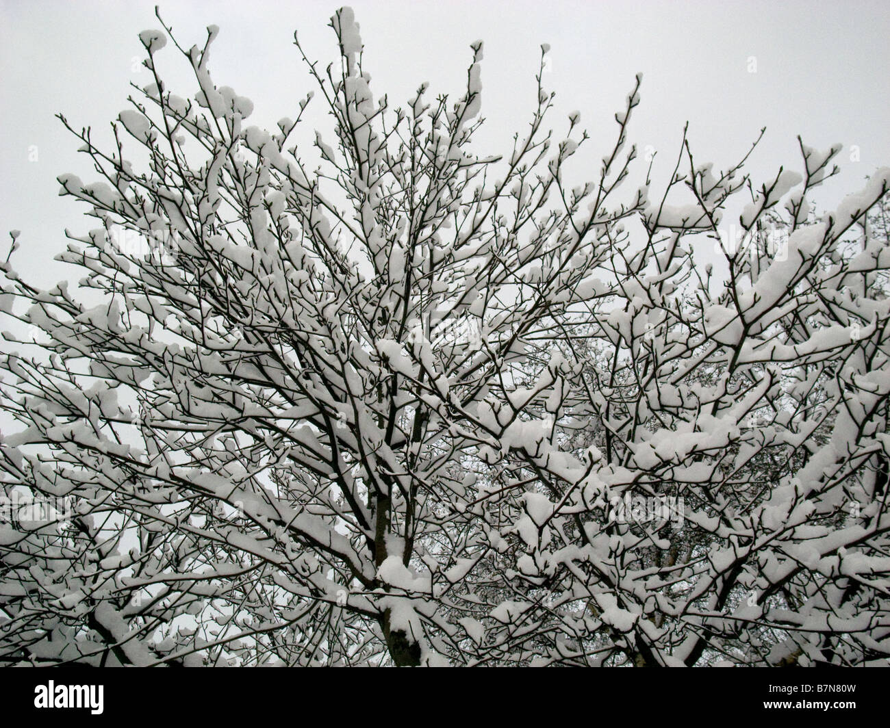 Neige sur arbre en février, Londres Banque D'Images