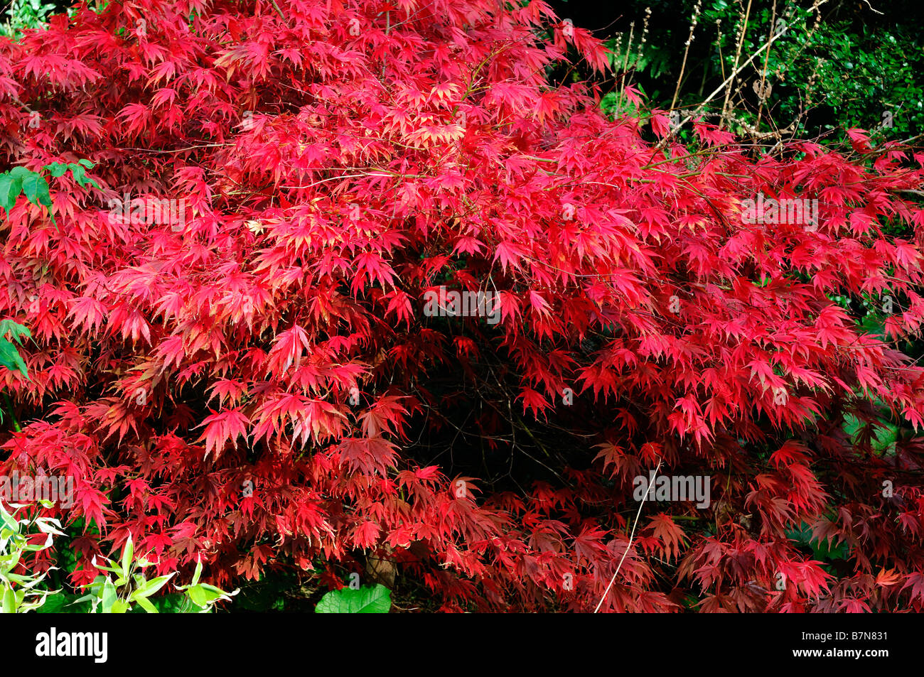 Fiery red Acer palmatum couleur couleurs automnales automne arbre automne couleur petit Banque D'Images