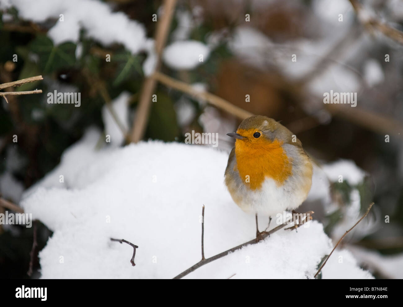 Robin dans la neige Banque D'Images