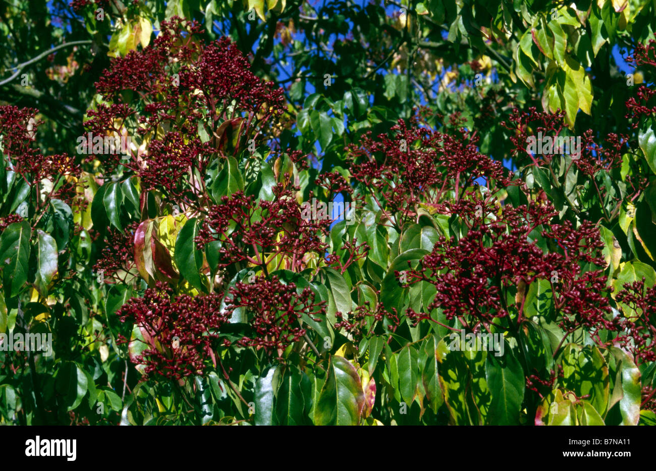 Tetradium Daniellii Rutaceae, plante asiatique Kew Gardens Surrey Banque D'Images