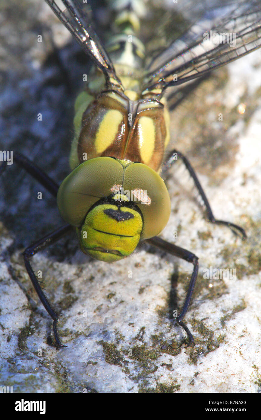 Gros plan d'insectes libellule jardin vert jaune ailes jambes invertébrés corps tête close up angleterre Banque D'Images