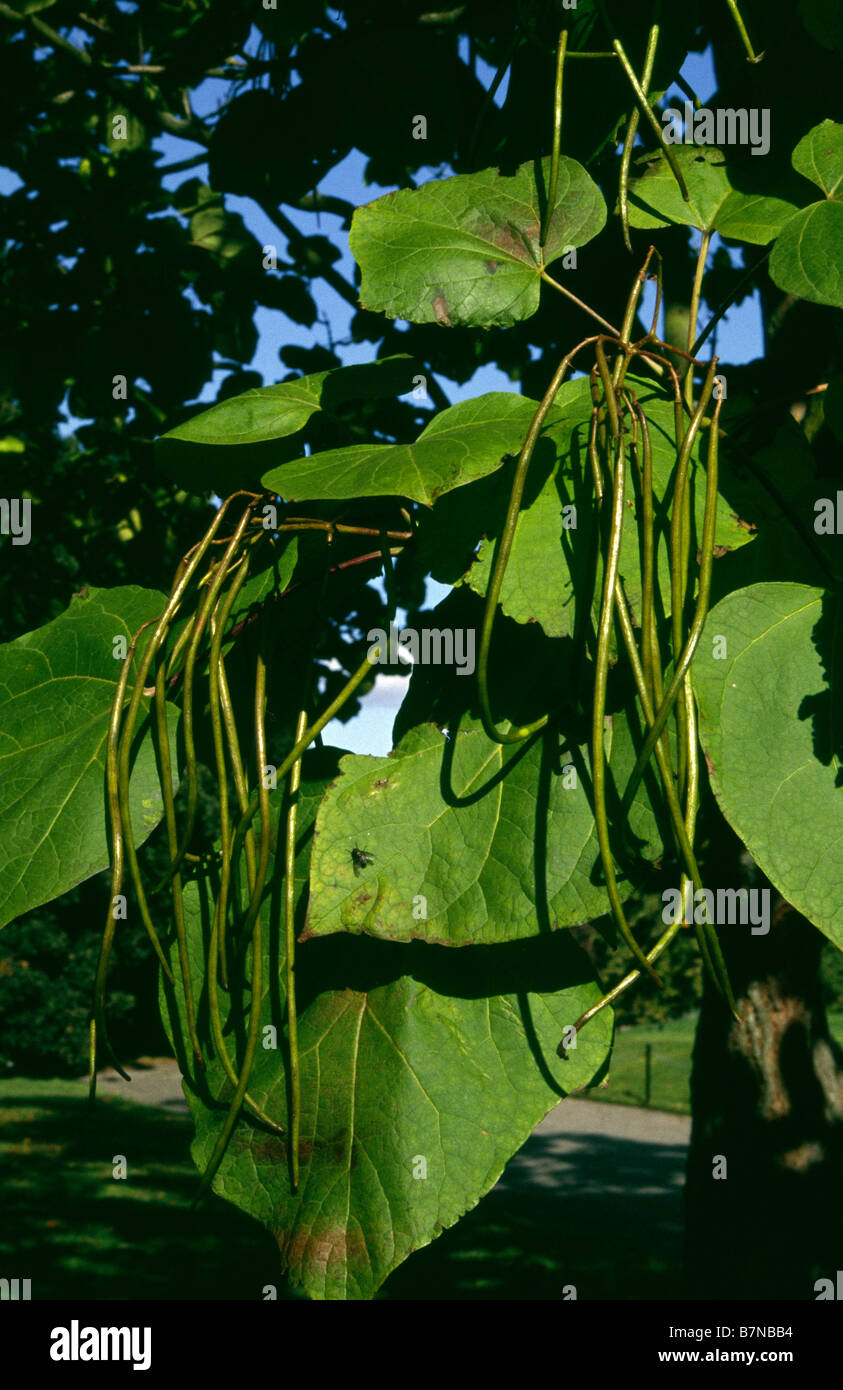 Catalpa Bungei Bignoniaceae Bean indien arbre, les jardins de Kew UK Surrey Banque D'Images