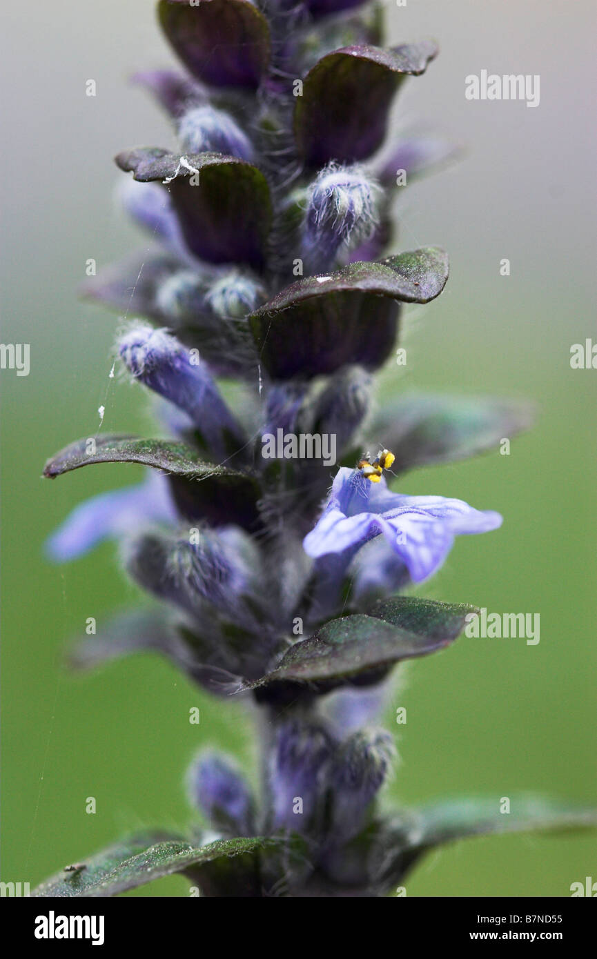 Bugle Ajuga pyramidalis Sussex UK Banque D'Images