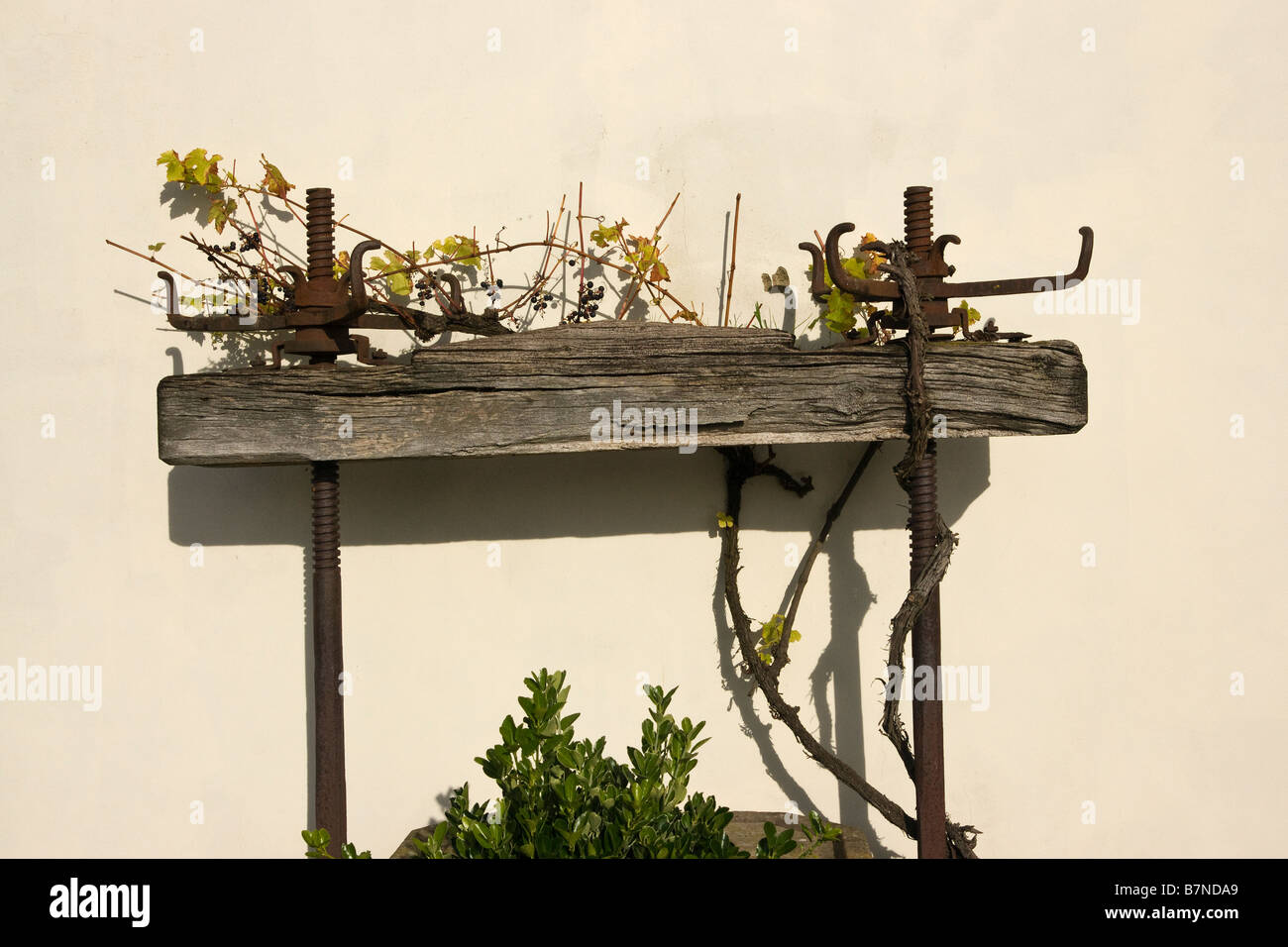 Haut de vieux pressoir en vigne par mur. Banque D'Images