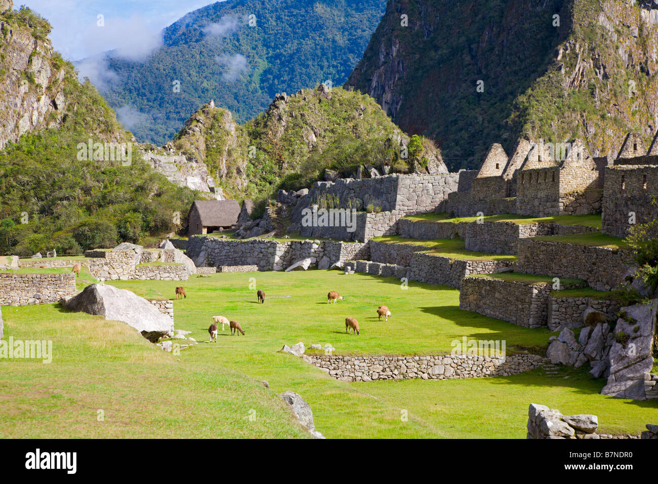 Les lamas à Machu Picchu Banque D'Images