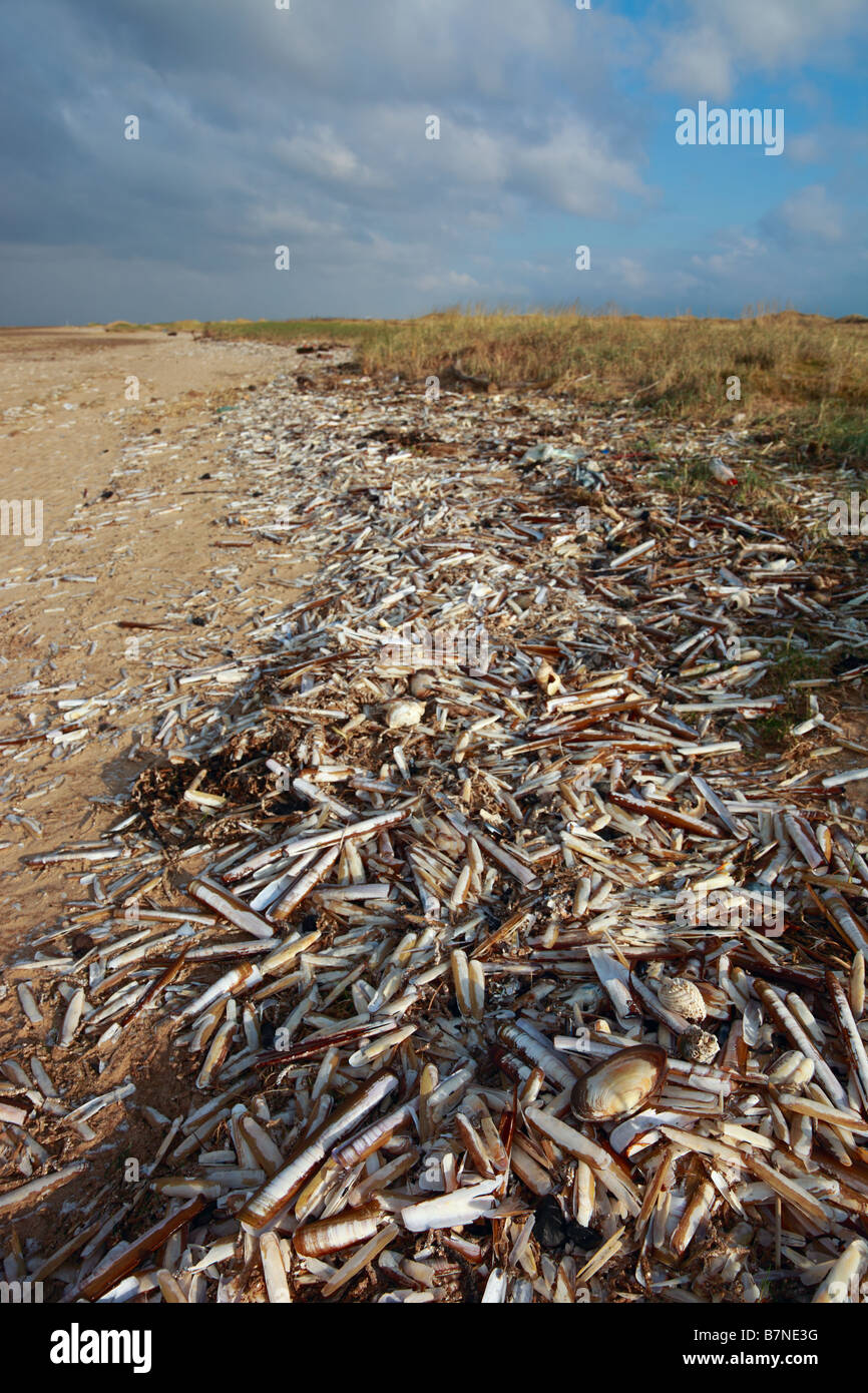 Shell rasoir wreck - Birkdale Green Beach sur la côte de Sefton, UK Banque D'Images