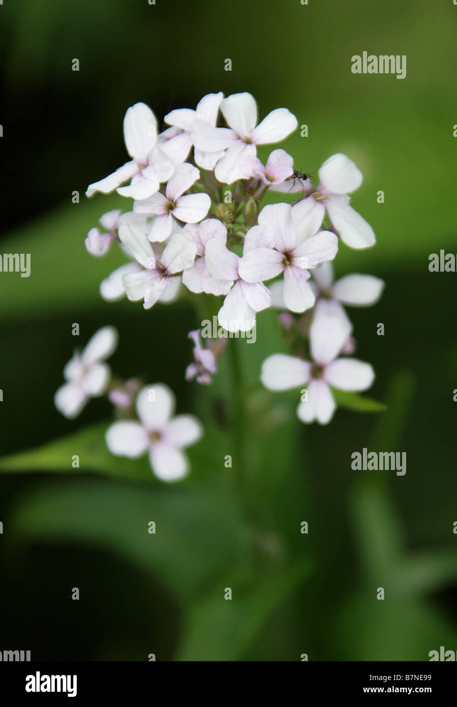 Dames Violette, Hesperis matronalis, Brassicaceae Banque D'Images