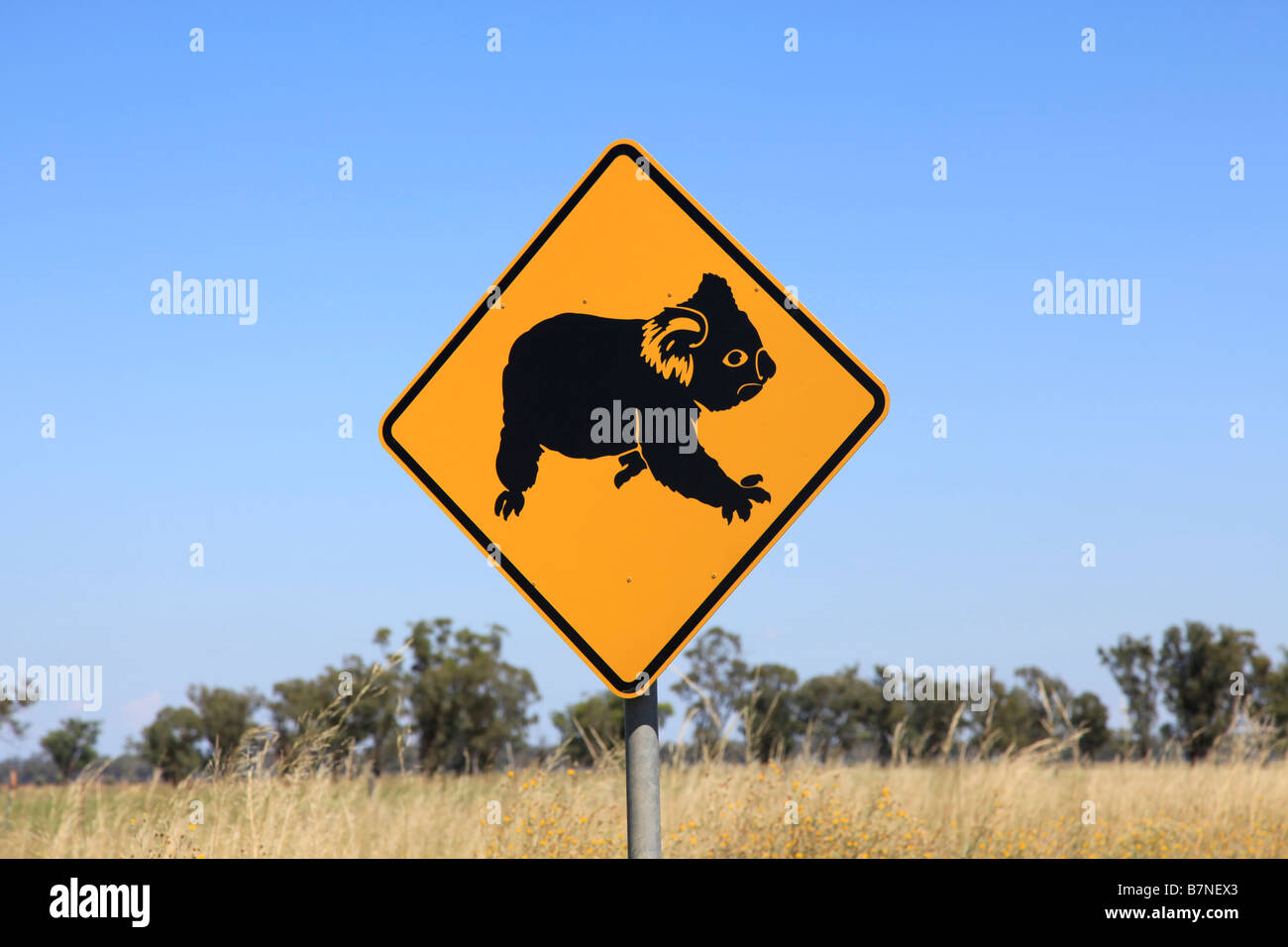 Le Koala animal crossing road sign, New South Wales, Australie Banque D'Images