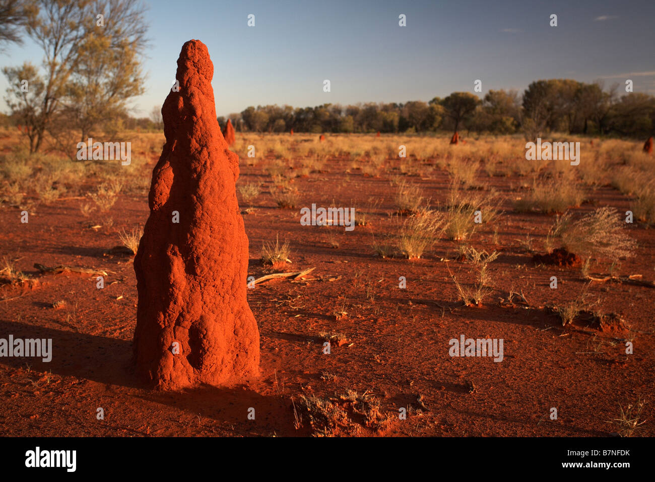 Termitière. Près d'Alice Springs, Territoire du Nord, Australie. Banque D'Images
