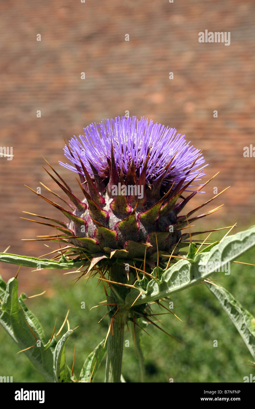 CYNARA CARDUNCULUS. Le cardon. Banque D'Images