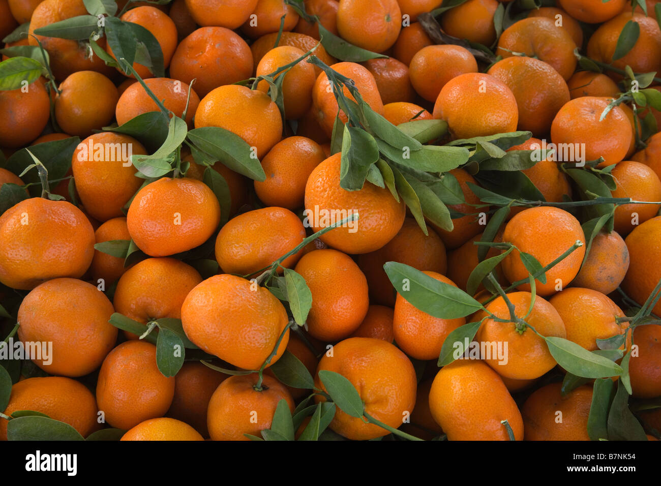 Mandarines récoltées 'Murcott". Banque D'Images