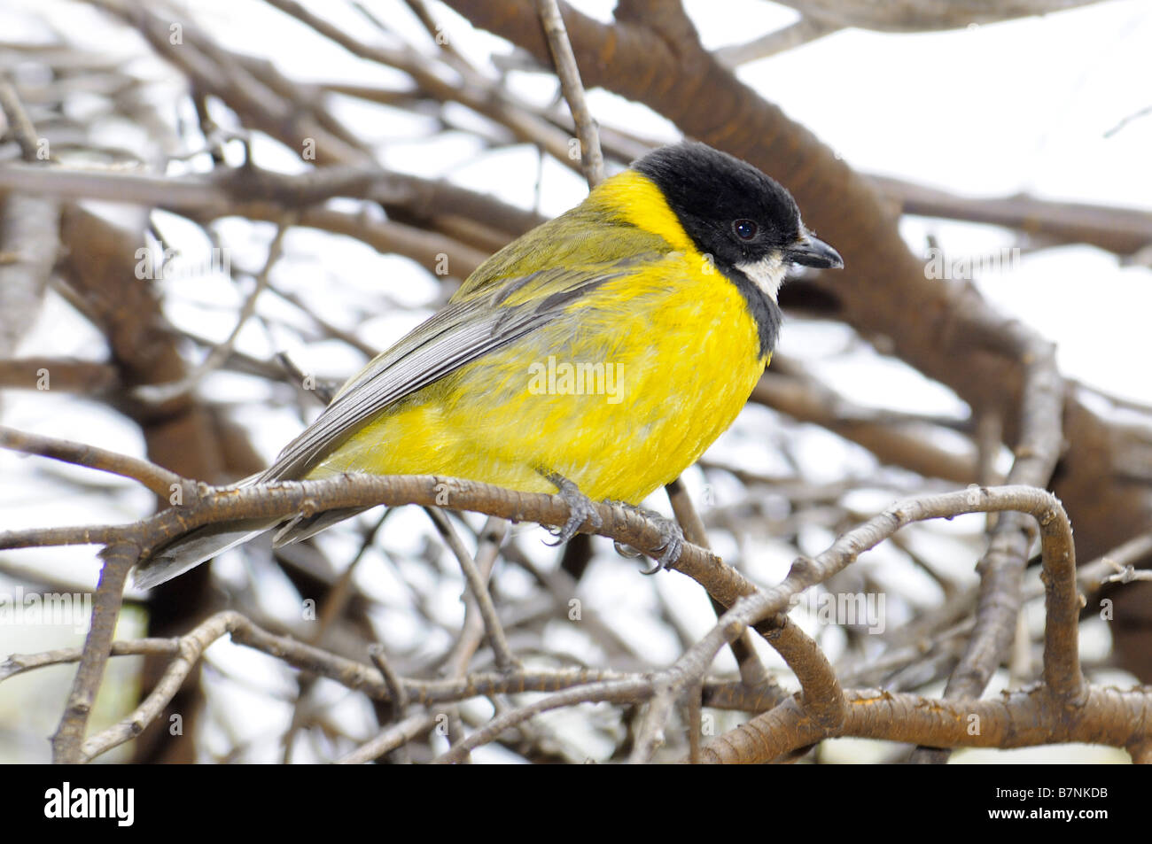 L'homme 'Golden Whistler Pachycephala pectoralis' Banque D'Images