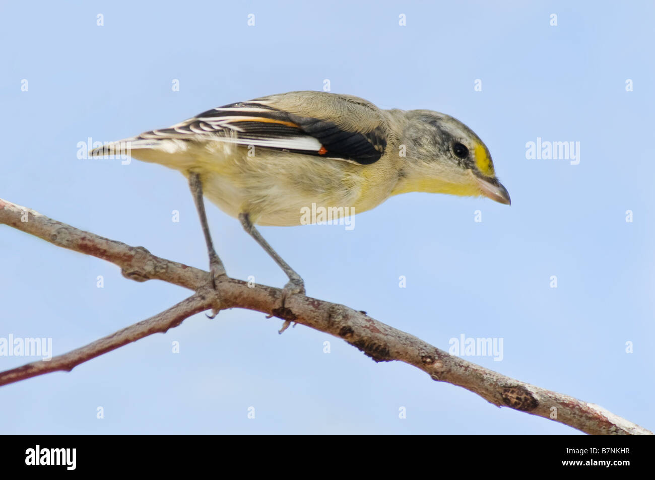 Pardalote strié 'Pardalotus striatus' sur les eucalyptus Banque D'Images