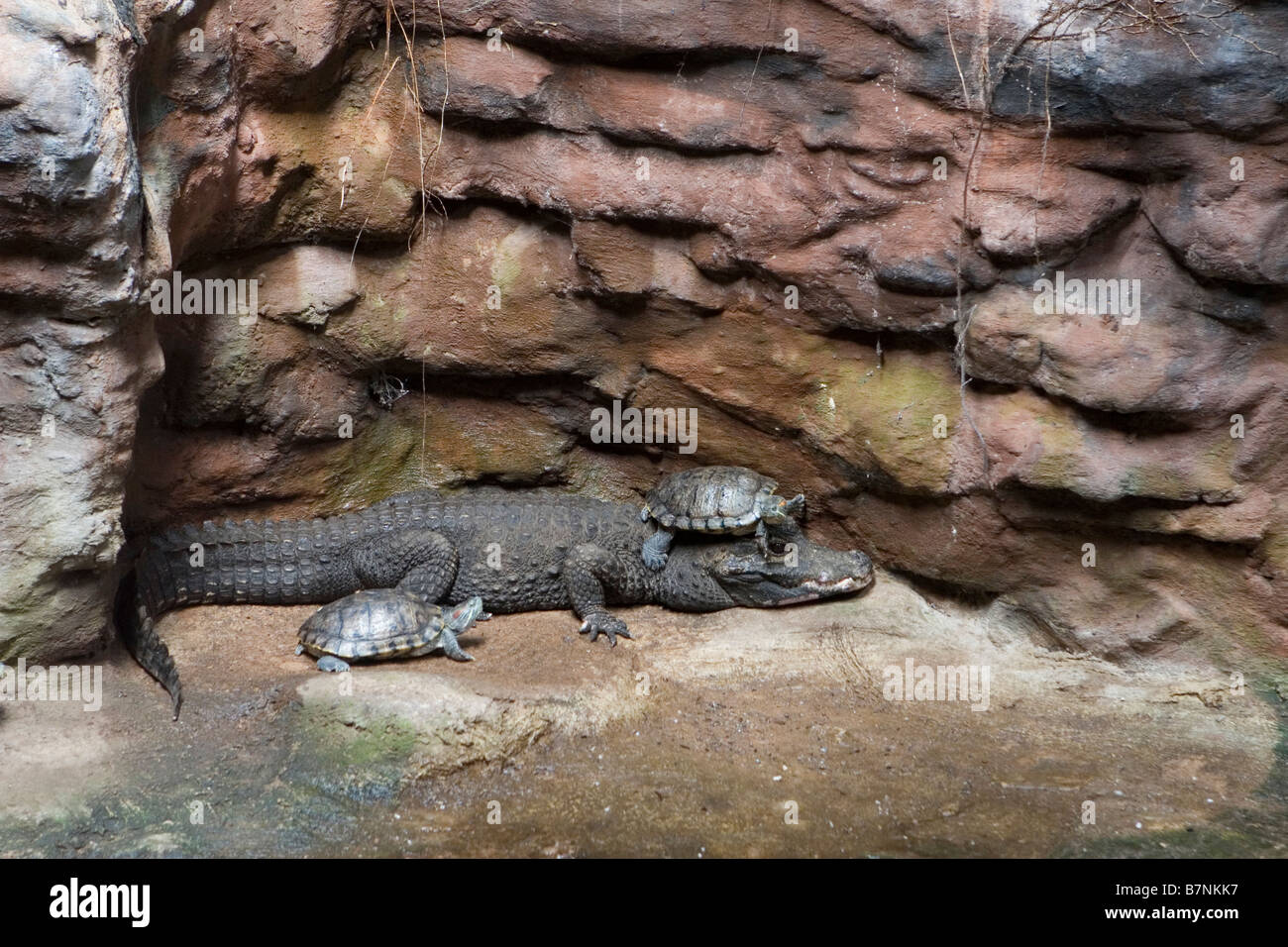 Un hibou rouge douce sur la tête d'un crocodile Banque D'Images