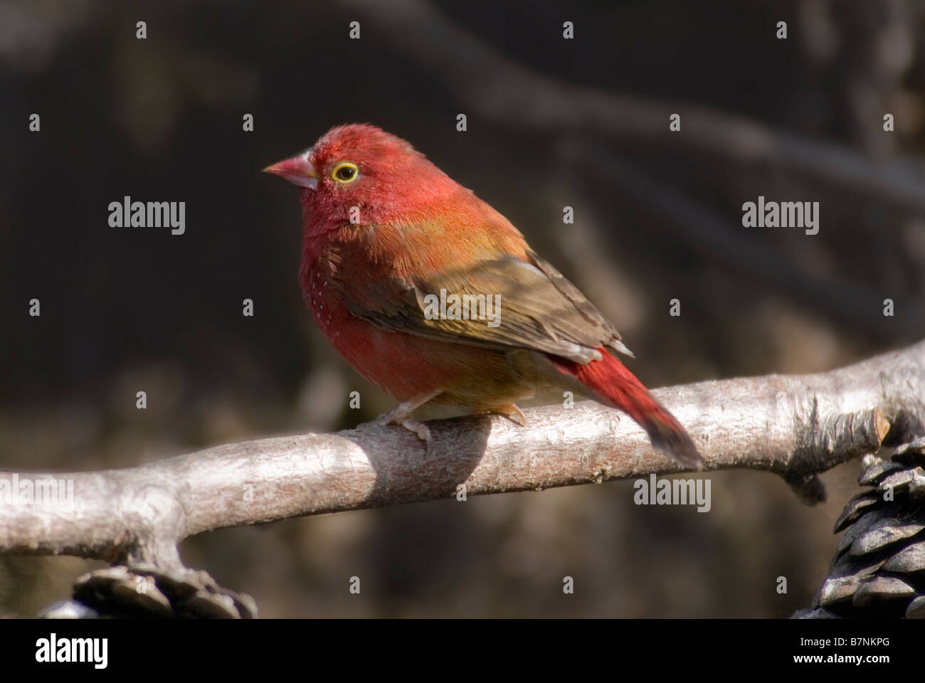 Red-billed Firefinch Lagonosticta senegala 'hommes' Banque D'Images