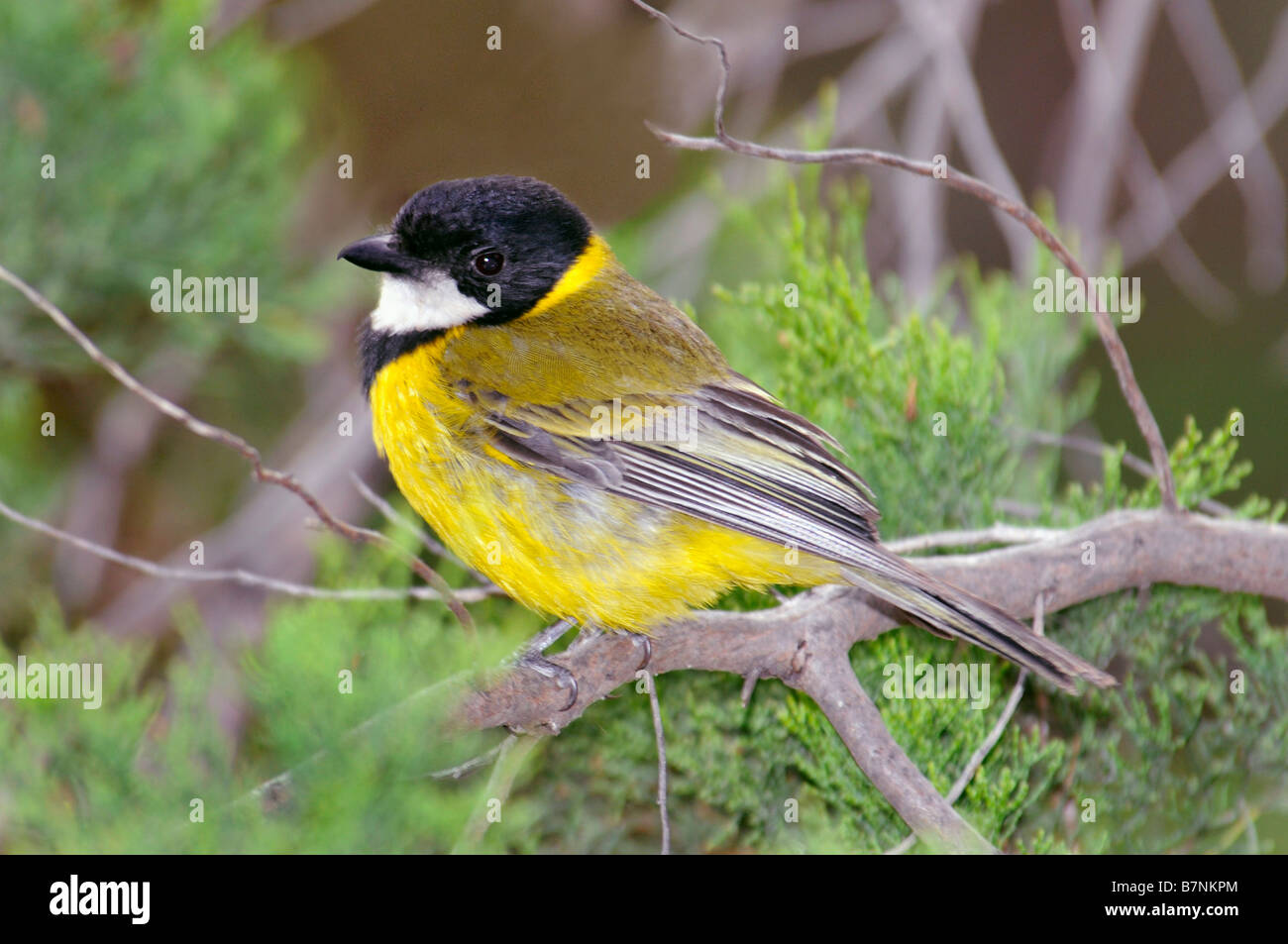 L'homme 'Golden Whistler Pachycephala pectoralis' Banque D'Images