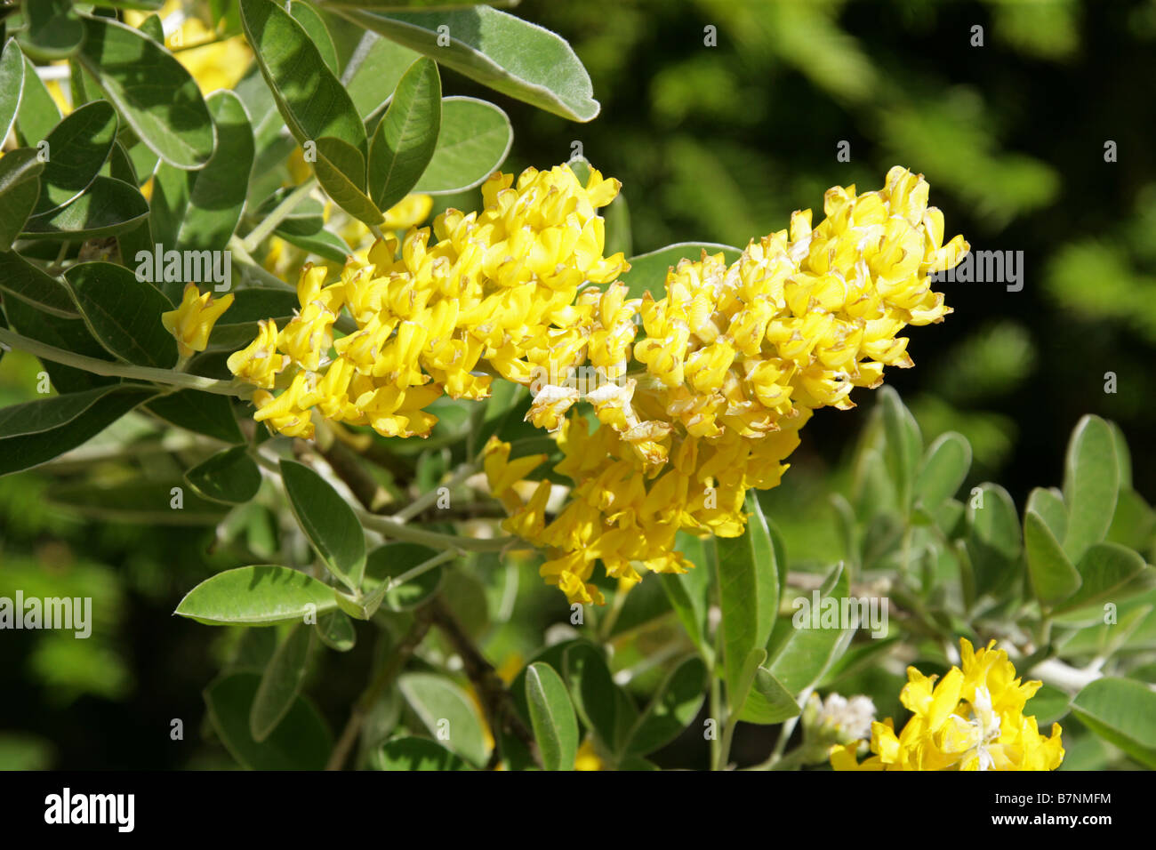 Balai ou balai Atlas marocain, Argyrocytisus battandieri, Fabaceae, Maroc Banque D'Images