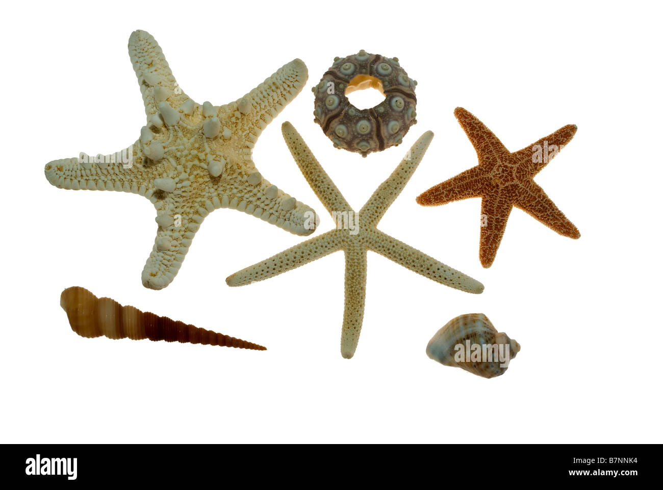 Star fish Banque D'Images