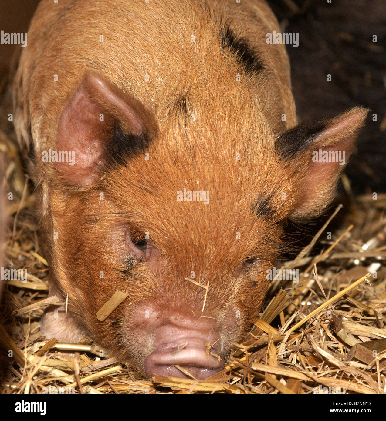 Porcelet gingembre dans la paille Banque D'Images