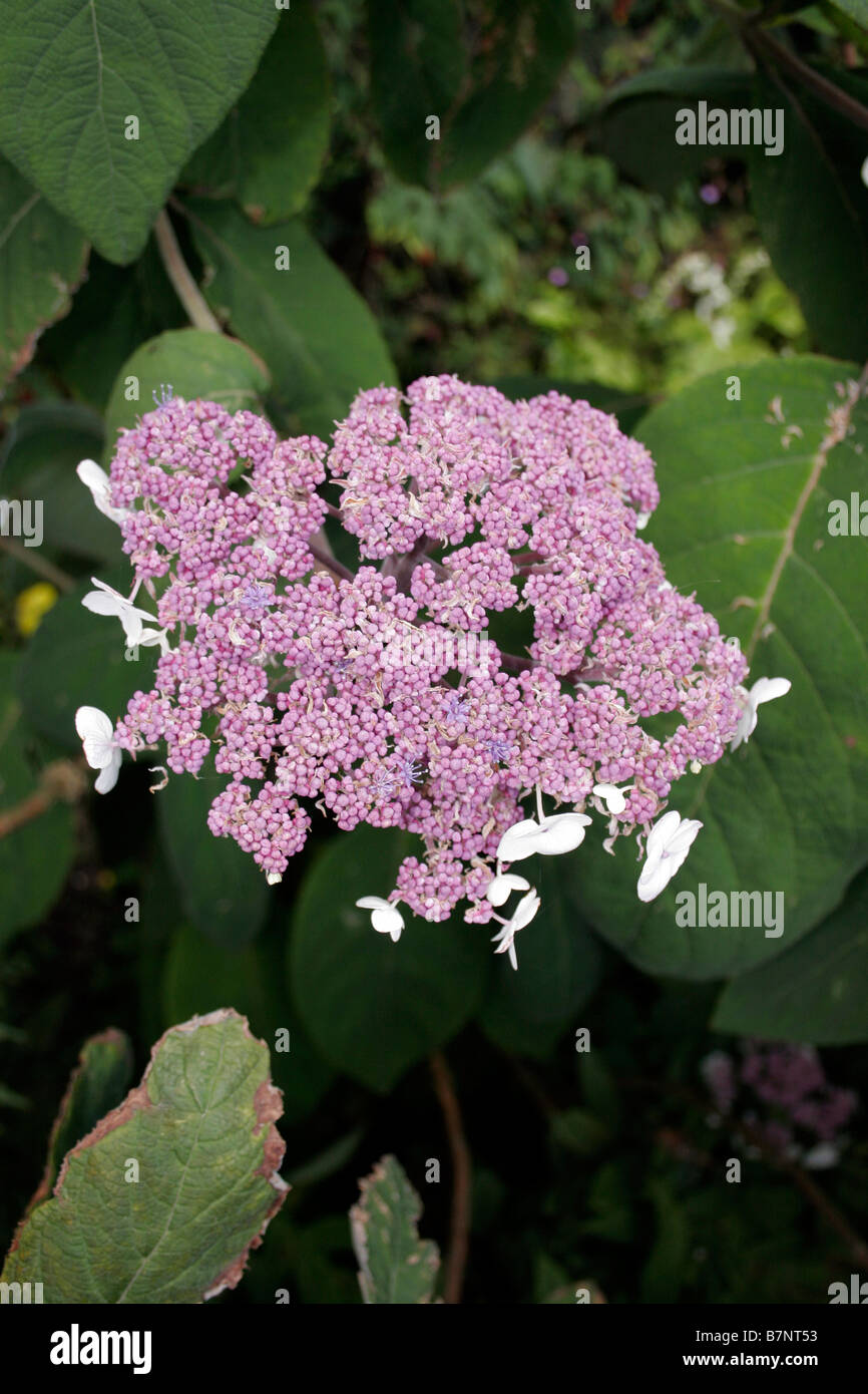 L'Hydrangea aspera. LACECAP. MACROPHYLLA. Banque D'Images