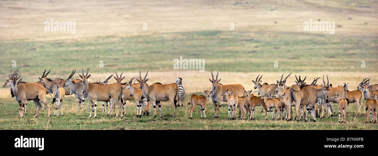 Afrique, Kenya, Masai Mara, district de Narok, un grand troupeau d'éland du Cap dans la Masai Mara National Reserve du sud du Kenya. Banque D'Images