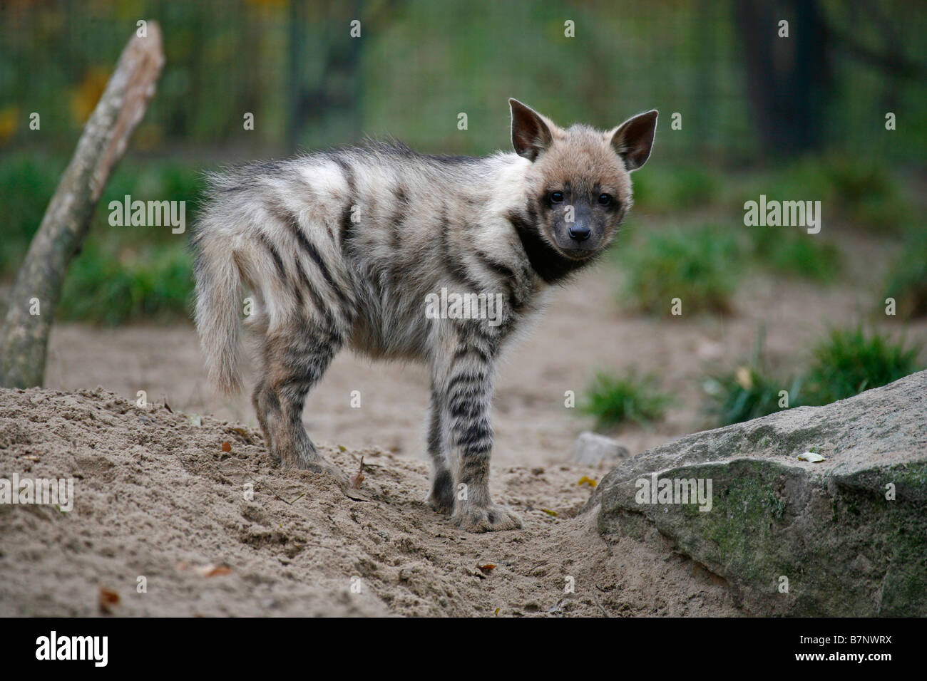 Hyène rayée Crocuta hyène cub Banque D'Images