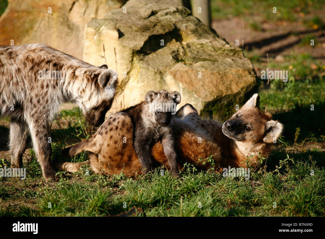 L'Hyène tachetée (Crocuta crocuta). Paire jouant avec cub Banque D'Images