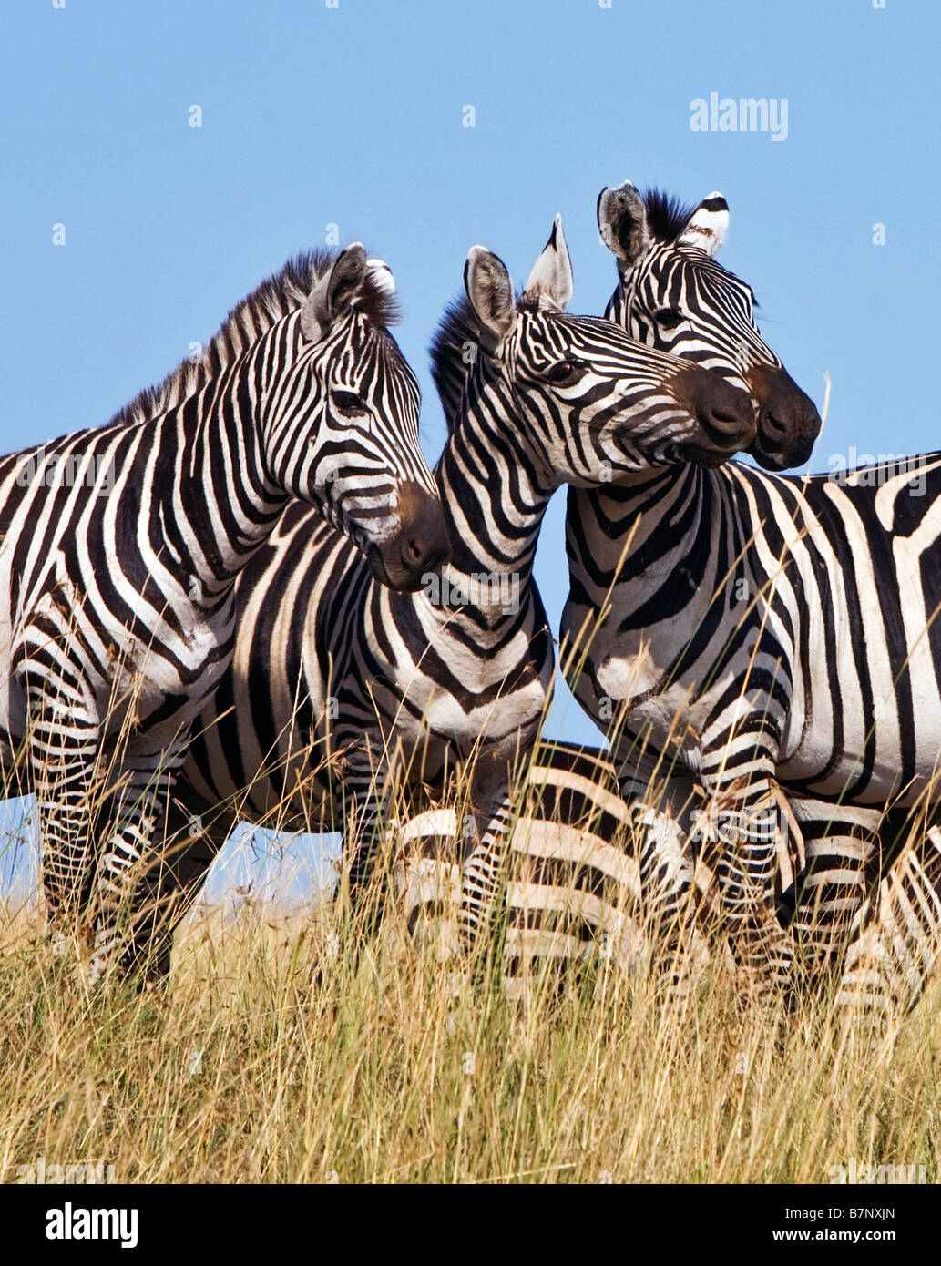 Afrique, Kenya, Masai Mara, district de Narok. Zèbres dans la commune le Masai Mara National Reserve du sud du Kenya. Banque D'Images