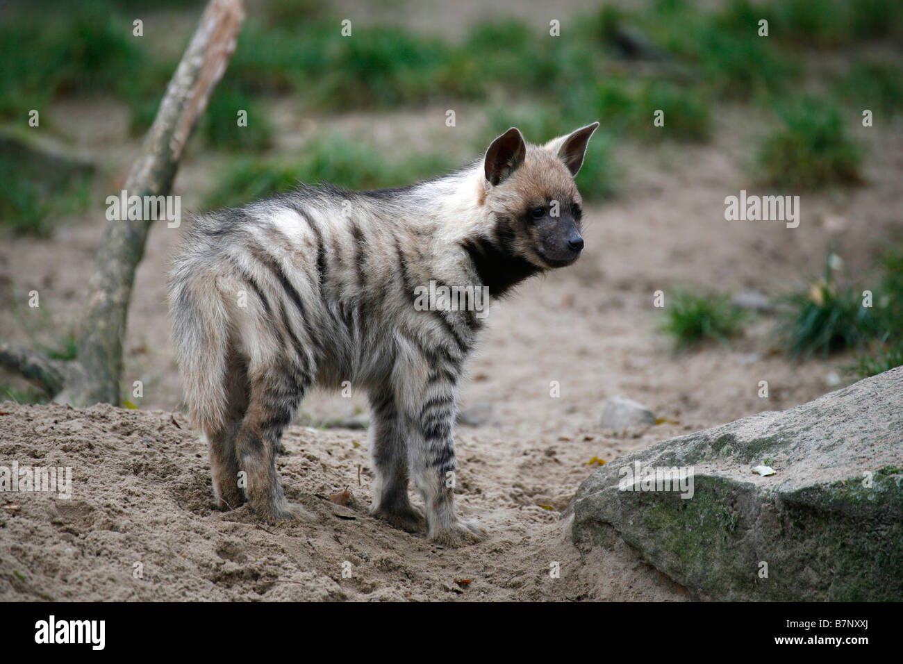 Hyène rayée (Crocuta hyène), Cub dans un zoo Banque D'Images