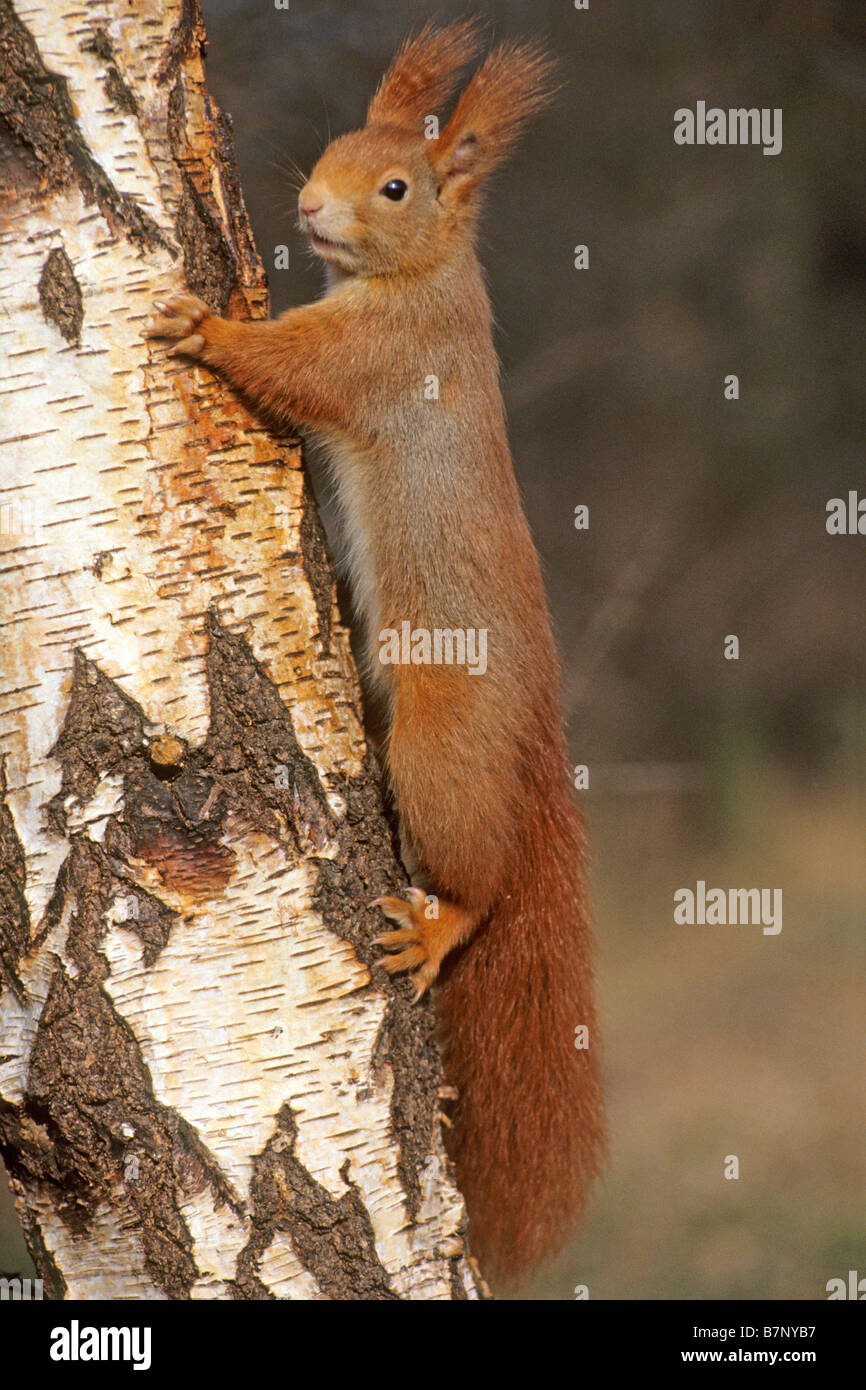 L'Écureuil roux (Sciurus vulgaris), des profils accrochés à tronc de bouleau Banque D'Images