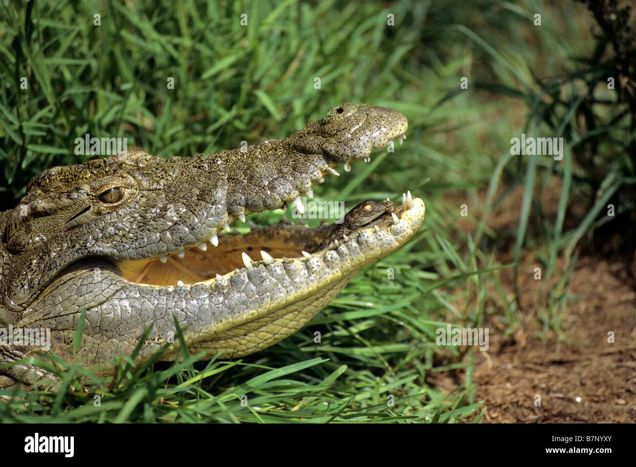 Le crocodile du Nil (Crocodylus niloticus), Femme transportant les jeunes à l'eau dans sa bouche Banque D'Images