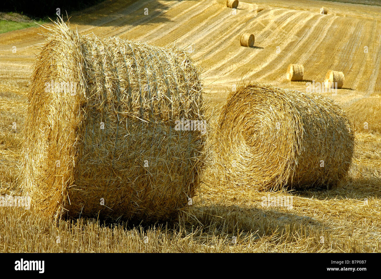 Bottes de foin dans l'été, sur le terrain près de Angoulême, dans l'ouest de la France. Banque D'Images