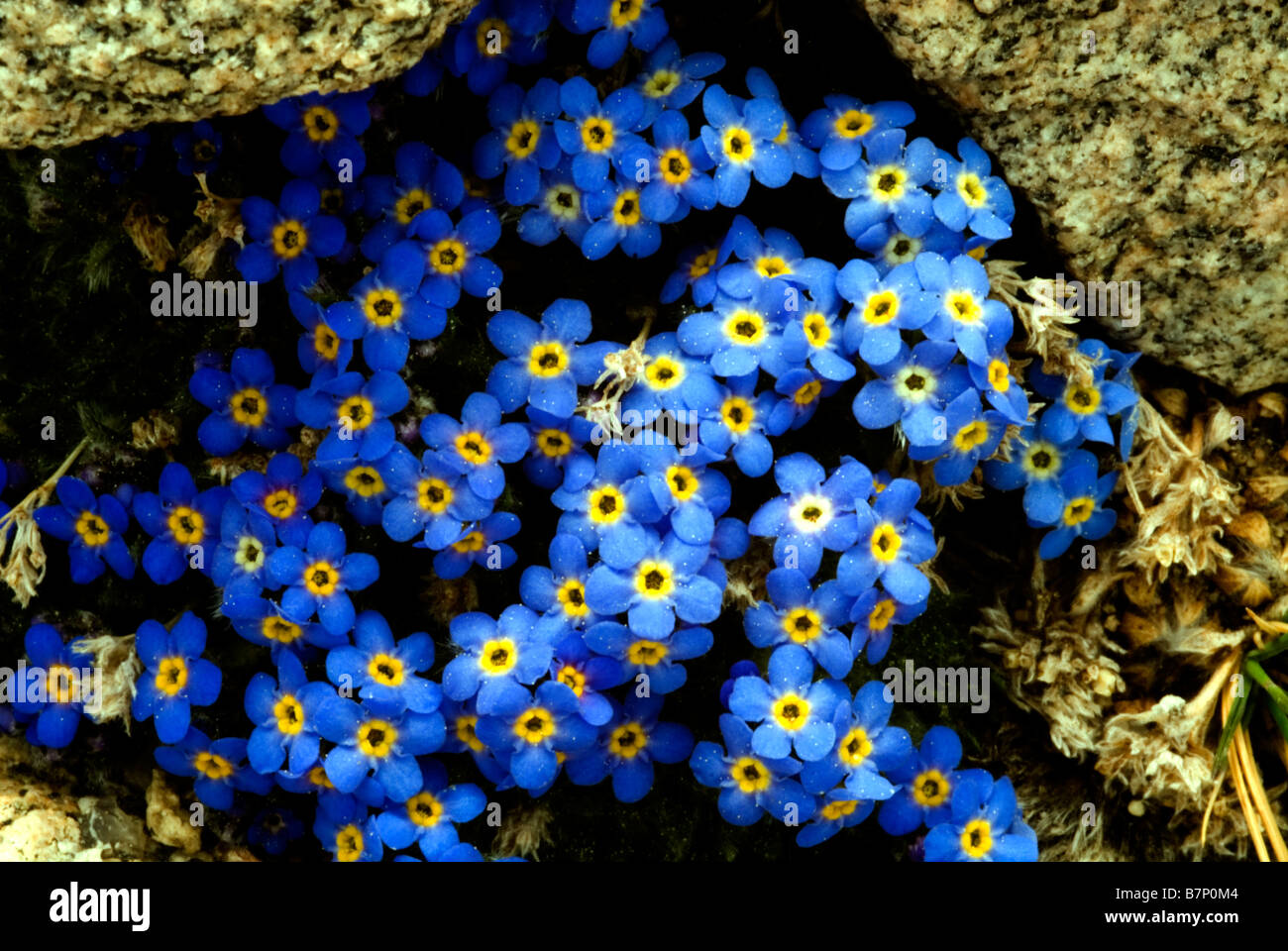 Mount Evans Scenic Area Colorado USA Alpine Forget Me Nots Banque D'Images