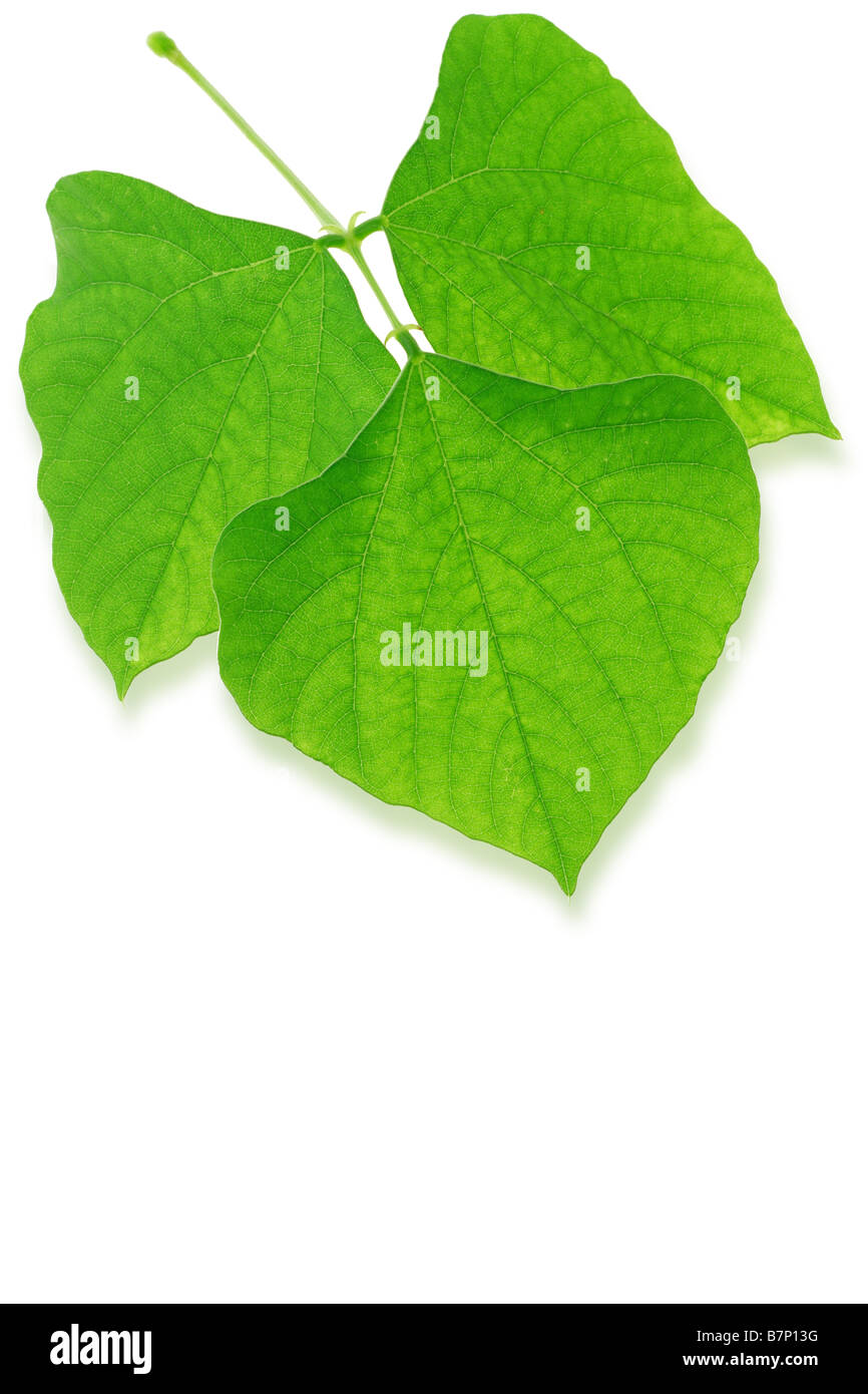 Close up de feuilles vertes sur fond blanc avec copie espace Banque D'Images