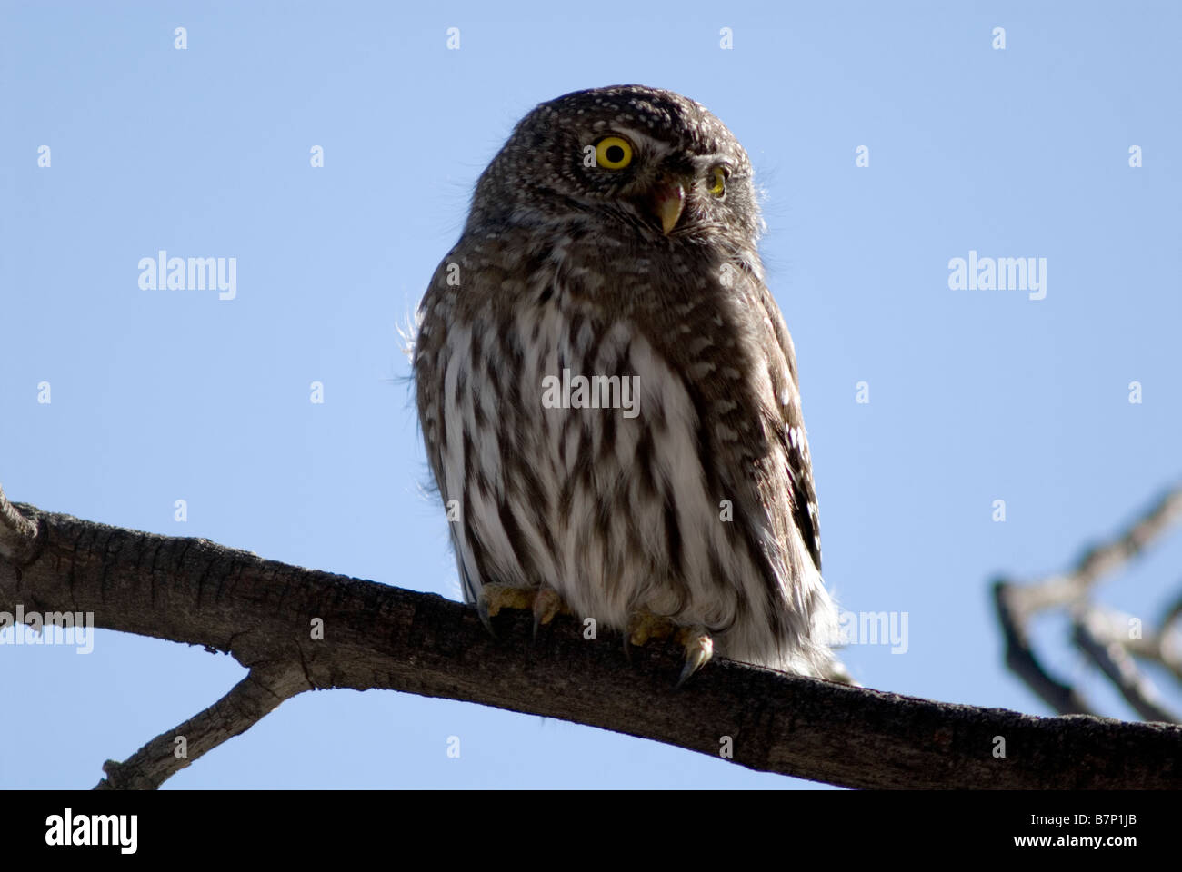 La Chouette naine Glaucidium gnoma Banque D'Images