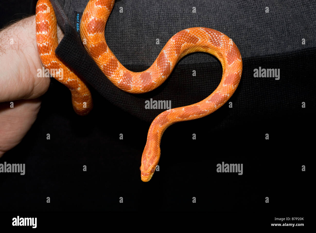 Albinos serpent en captivité de maïs Elaphe guttata Banque D'Images